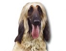 Afghan Hound for dog ecards
