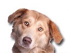 Aidi for dog ecards
