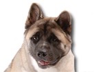 Akita for dog ecards