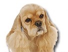 American Cocker Spaniel for dog ecards