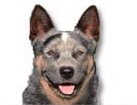 Australian Cattle Dog for dog ecards