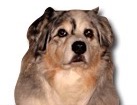 Australian Shepherd for dog ecards