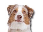 Aussie for dog ecards