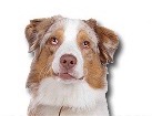 Red Merle Australian Shepherd for dog ecards