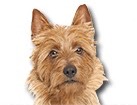 Australian Terrier for dog ecards