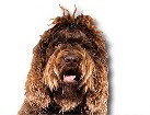 Barbet for dog ecards