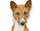 Basenji for dog ecards
