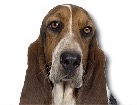 Tricolor Basset Hound for dog ecards