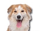 Border Collie Retriever Mix for dog ecards