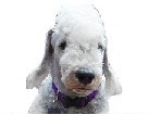Bedlington Terrier for dog ecards