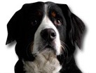 Bernese Mountain Dog for dog ecards