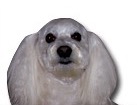 Bichon Maltese Mix for dog ecards