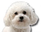 Bichon Frise for dog ecards