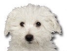 Bichon-Poo for dog ecards