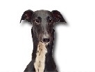 Black Greyhound for dog ecards