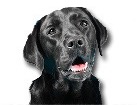 Black Lab for dog ecards