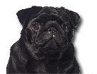 Black Pug for dog ecards