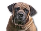 Boerboel for dog ecards