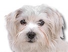 Mixed Breed Boomer for dog ecards