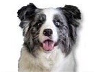 Blue Merle Border Collie for dog ecards