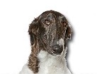 Borzoi for dog ecards