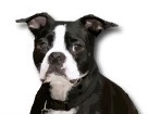 Boston Terrier for dog ecards