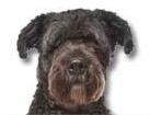 Bouvier des Flandres for dog ecards