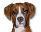 Boxer for dog ecards