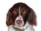 Brittany Spaniel for dog ecards