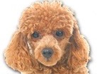 Brown Toy Poodle for dog ecards