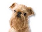Brussels Griffon for dog ecards