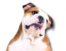 Bulldog for dog ecards