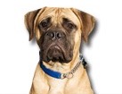 Bull Mastiff for dog ecards
