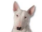 Bull Terrier for dog ecards