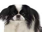 Black and White Japanese Chin for dog ecards