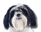 Black and White Shih Tzu for dog ecards