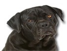 Cane Corso for dog ecards
