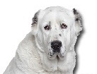 Central Asian Shepherd for dog ecards