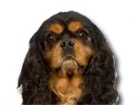 Black & Tan Cavalier King Charles Spaniel for dog ecards