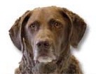 Chesapeake Bay Retriever for dog ecards