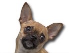 Tan Chihuahua for dog ecards