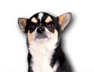 Chihuahua for dog ecards