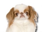 Japanese Chin for dog ecards
