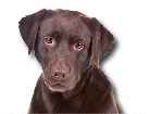 Chocolate Lab for dog ecards