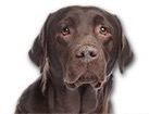 Chocolate Lab for dog ecards