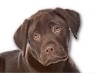 Chocolate Lab Puppy for dog ecards