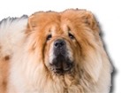 Chow Chow for dog ecards