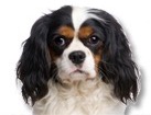 Tricolor Cavalier King Charles Spaniel for dog ecards