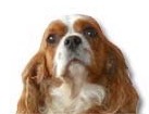Blenheim Cavalier King Charles Spaniel for dog ecards