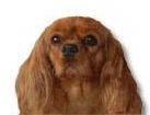 Ruby Cavalier King Charles Spaniel for dog ecards